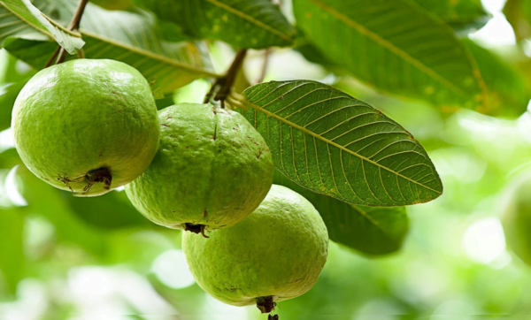 تزيد الخصوبة وتساعد على خسارة الوزن.. تعرف على فوائد الجوافة المذهلة